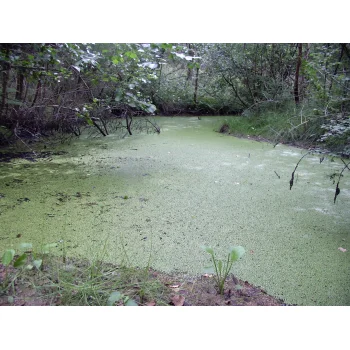 Süssmath Nattheim (Bild 06) Süssmath Nattheim (Bild 06)