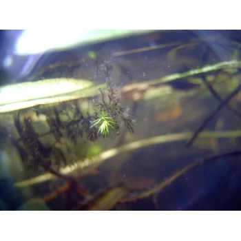 Utricularia australis im Süssmath (Bild 01) Utricularia australis im Süssmath (Bild 01)