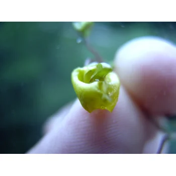 Utricularia australis im Süssmath (Bild 02) Utricularia australis im Süssmath (Bild 02)