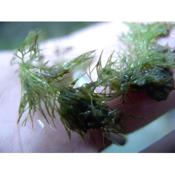 Utricularia australis im Süssmath (Bild 04) Utricularia australis im Süssmath (Bild 04)