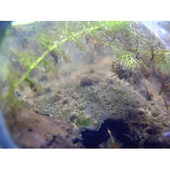 Utricularia australis im Süssmath (Bild 06) Utricularia australis im Süssmath (Bild 06)