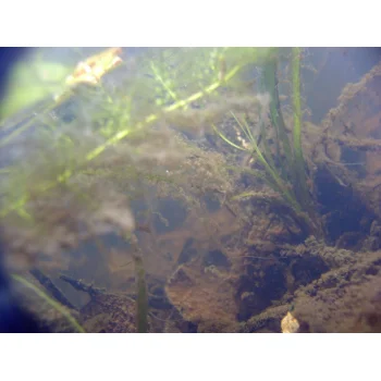 Utricularia australis im Süssmath (Bild 07) Utricularia australis im Süssmath (Bild 07)