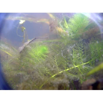 Utricularia australis im Süssmath (Bild 09) Utricularia australis im Süssmath (Bild 09)