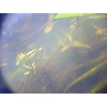 Utricularia australis im Süssmath (Bild 10) Utricularia australis im Süssmath (Bild 10)