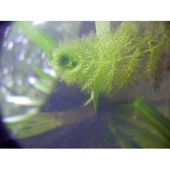 Utricularia australis im Süssmath (Bild 11) Utricularia australis im Süssmath (Bild 11)