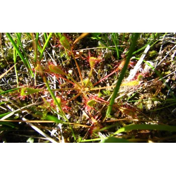 Drosera anglica (Synonym: Drosera longifolia)