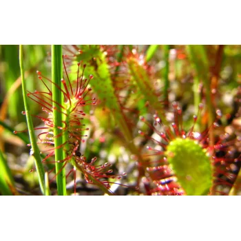 Drosera anglica (Synonym: Drosera longifolia)
