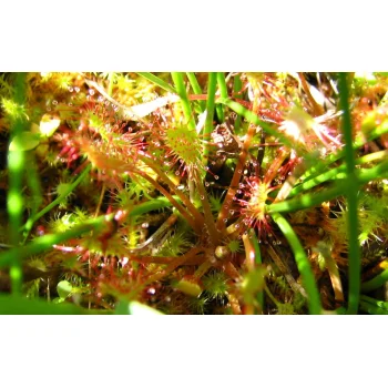 Drosera anglica (Synonym: Drosera longifolia)
