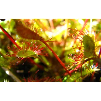 Drosera anglica (Synonym: Drosera longifolia)