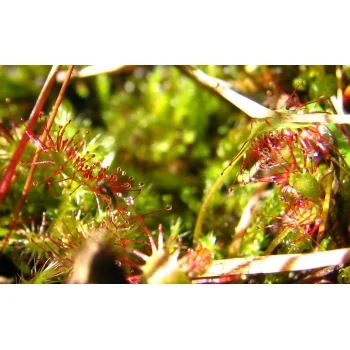 Drosera anglica (Synonym: Drosera longifolia)