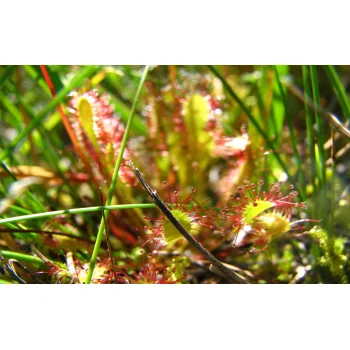 Drosera anglica (Synonym: Drosera longifolia)