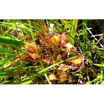 Drosera anglica (Synonym: Drosera longifolia)