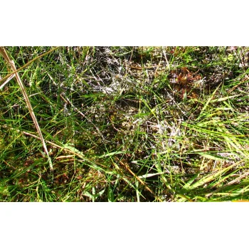 Drosera anglica (Synonym: Drosera longifolia)