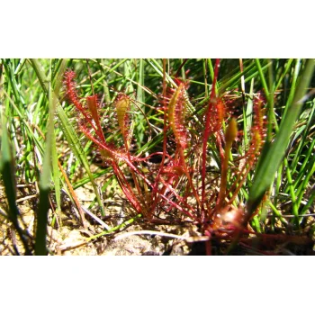 Drosera anglica (Synonym: Drosera longifolia)