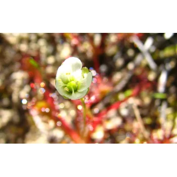 Drosera anglica (Synonym: Drosera longifolia)