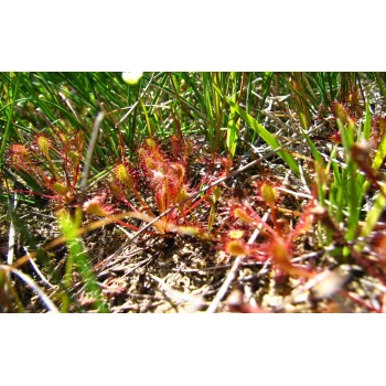 Drosera anglica (Synonym: Drosera longifolia)