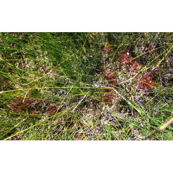 Drosera anglica (Synonym: Drosera longifolia)