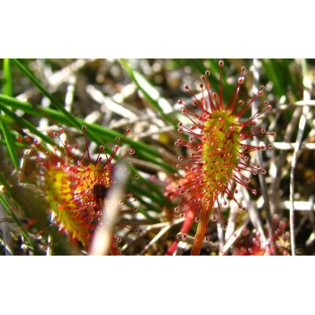 Drosera anglica (Synonym: Drosera longifolia)
