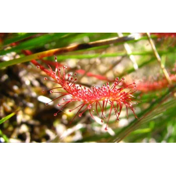Drosera anglica (Synonym: Drosera longifolia)