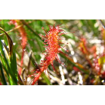 Drosera anglica (Synonym: Drosera longifolia)