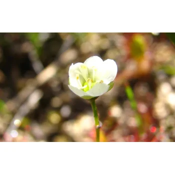 Drosera anglica (Synonym: Drosera longifolia)