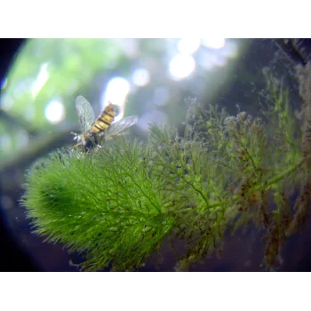 Utricularia australis im Süssmath (Bild 03)