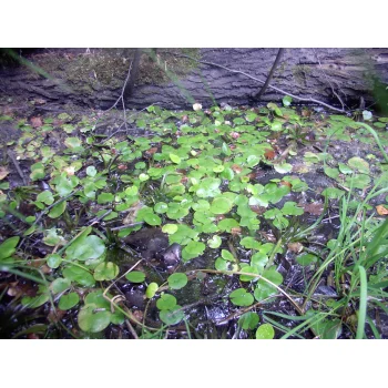 Utricularia australis im Süssmath (Bild 05)