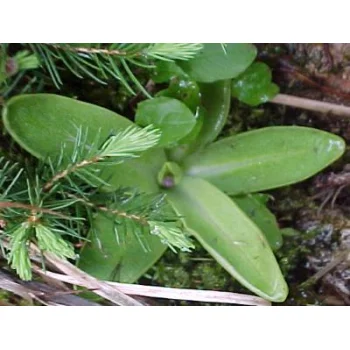 Pinguicula vulgaris am Feldberg 01