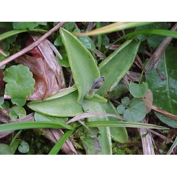 Pinguicula vulgaris am Feldberg 05