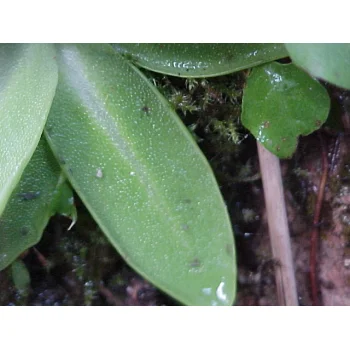 Pinguicula vulgaris am Feldberg 07