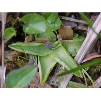 Pinguicula vulgaris am Feldberg 08