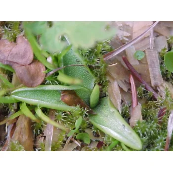 Pinguicula vulgaris am Feldberg 09