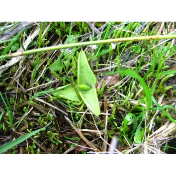 Pinguicula vulgaris an einem Quellhang der Gisiboden Alm