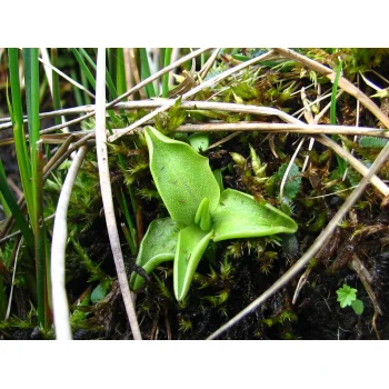 Pinguicula vulgaris an einem Quellhang der Gisiboden Alm