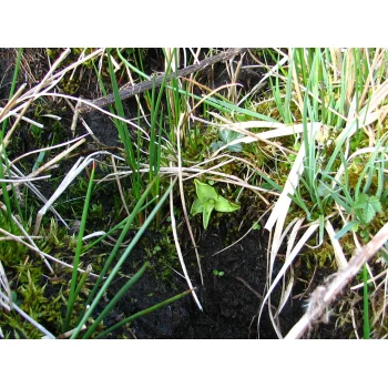 Pinguicula vulgaris an einem Quellhang der Gisiboden Alm