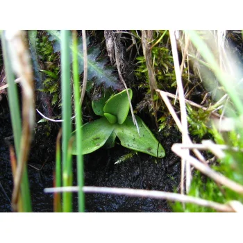 Pinguicula vulgaris an einem Quellhang der Gisiboden Alm