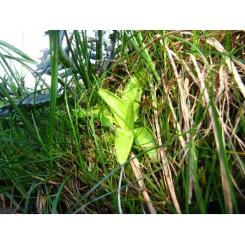 Pinguicula vulgaris an einem Quellhang der Gisiboden Alm