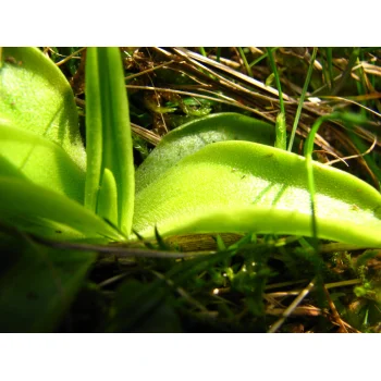 Pinguicula vulgaris an einem Quellhang der Gisiboden Alm