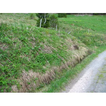 Quellhang bei der Gisiboden Alm