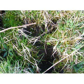 Pinguicula vulgaris an einem Quellhang der Gisiboden Alm