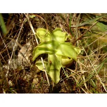 Pinguicula vulgaris am Herzogenhorn 01