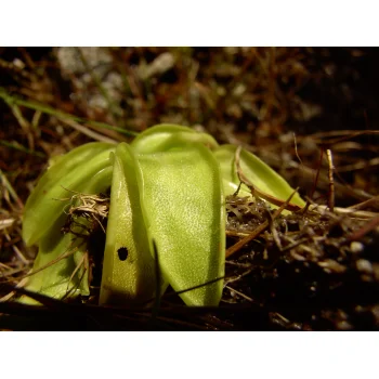 Pinguicula vulgaris am Herzogenhorn 02