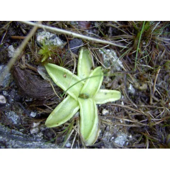 Pinguicula vulgaris am Herzogenhorn 03