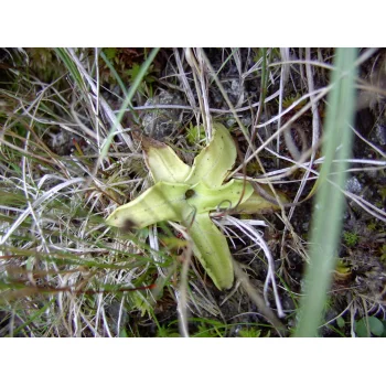 Pinguicula vulgaris am Herzogenhorn 04