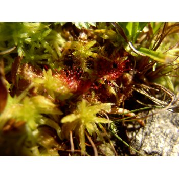 Drosera rotundifolia 05
