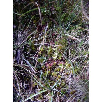 Drosera rotundifolia 06