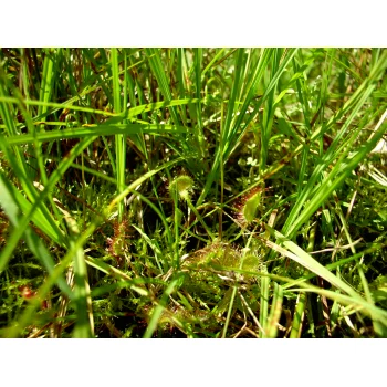 Drosera rotundifolia im Nonnenmattweiher 04