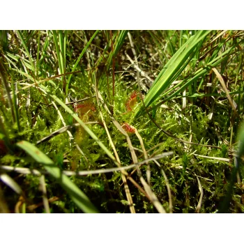 Drosera rotundifolia im Nonnenmattweiher 05