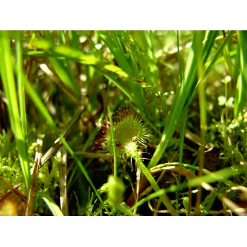 Drosera rotundifolia im Nonnenmattweiher 07