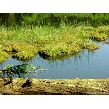 Torfinsel im Nonnenmattweiher 02